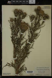 Cirsium discolor image