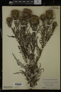 Cirsium discolor image