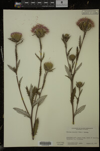Cirsium discolor image