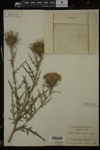 Cirsium discolor image