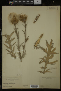 Cirsium discolor image