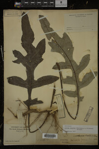 Cirsium discolor image