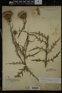 Cirsium discolor image