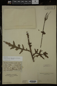 Cirsium discolor image