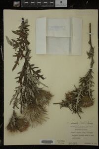 Cirsium discolor image