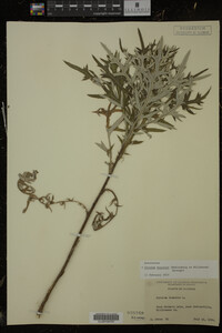 Cirsium discolor image