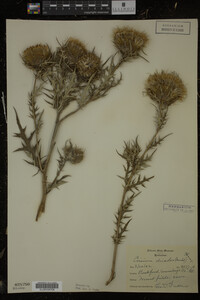 Cirsium discolor image
