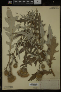 Cirsium discolor image