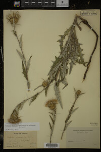 Cirsium discolor image