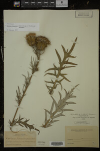 Cirsium discolor image