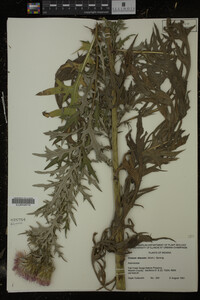 Cirsium discolor image