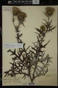 Cirsium discolor image