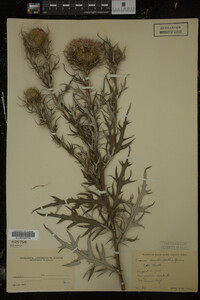 Cirsium discolor image