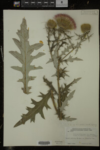 Cirsium discolor image