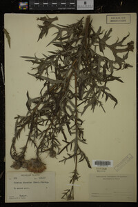 Cirsium discolor image