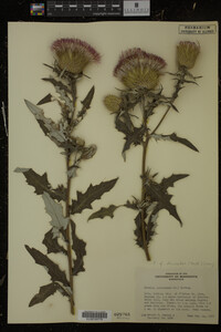 Cirsium discolor image