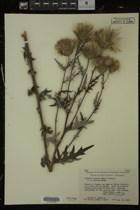 Cirsium discolor image