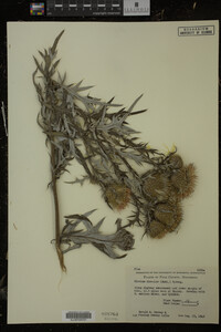 Cirsium discolor image