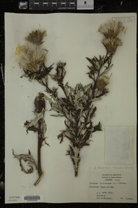 Cirsium discolor image
