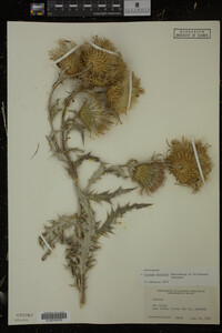 Cirsium discolor image