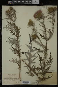 Cirsium discolor image
