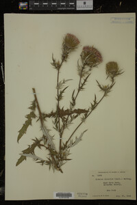 Cirsium discolor image