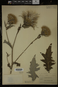Cirsium discolor image