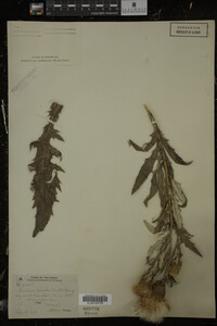 Cirsium discolor image