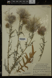 Cirsium discolor image