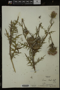 Cirsium discolor image