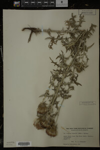 Cirsium discolor image