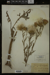 Cirsium discolor image
