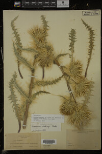 Image Associated With the Occurrence