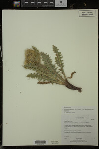 Image Associated With the Occurrence