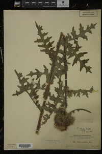 Image Associated With the Occurrence