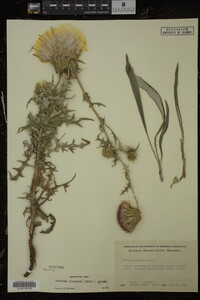 Image Associated With the Occurrence