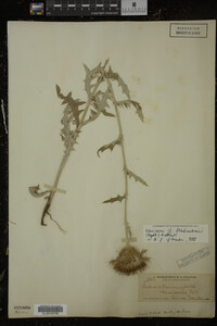 Image Associated With the Occurrence