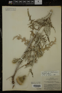 Image Associated With the Occurrence