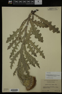 Image Associated With the Occurrence