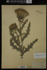 Image Associated With the Occurrence