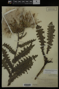 Image Associated With the Occurrence