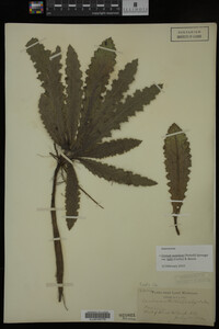 Image Associated With the Occurrence