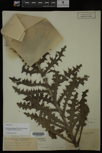 Image Associated With the Occurrence