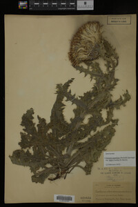 Image Associated With the Occurrence