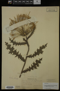 Image Associated With the Occurrence