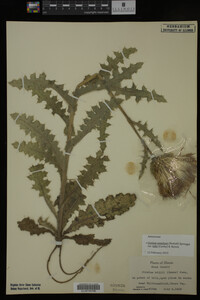 Image Associated With the Occurrence