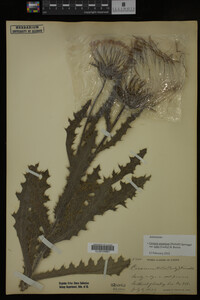Image Associated With the Occurrence