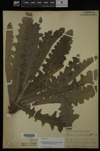Image Associated With the Occurrence