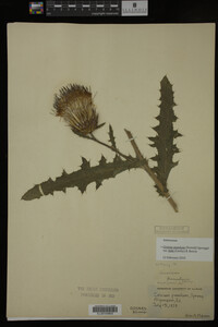Image Associated With the Occurrence