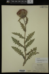 Image Associated With the Occurrence